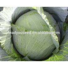 MC051 Minxia early maturity hybrid chinese cabbage seeds price